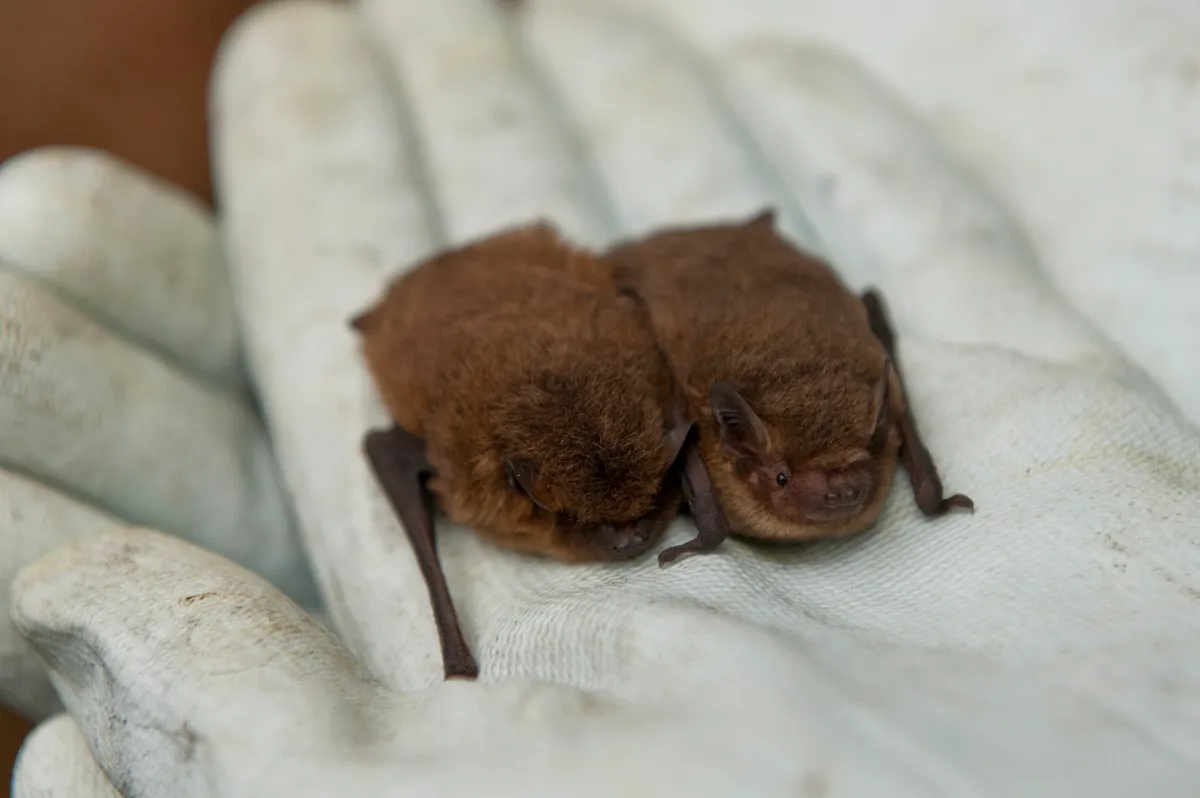 Common pipistrelle and soprano pipistrelle held in palm of hand of a licensed ecologist in Norfolk, UK. © Mike Powles/Getty
