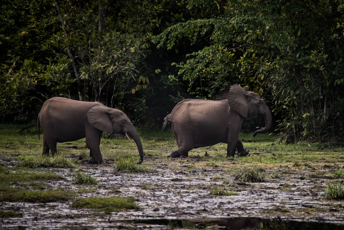 African forest elephants in Odzala-Kokoua National Park, Rep. of Congo. © Frank af Petersens/Save the Elephants