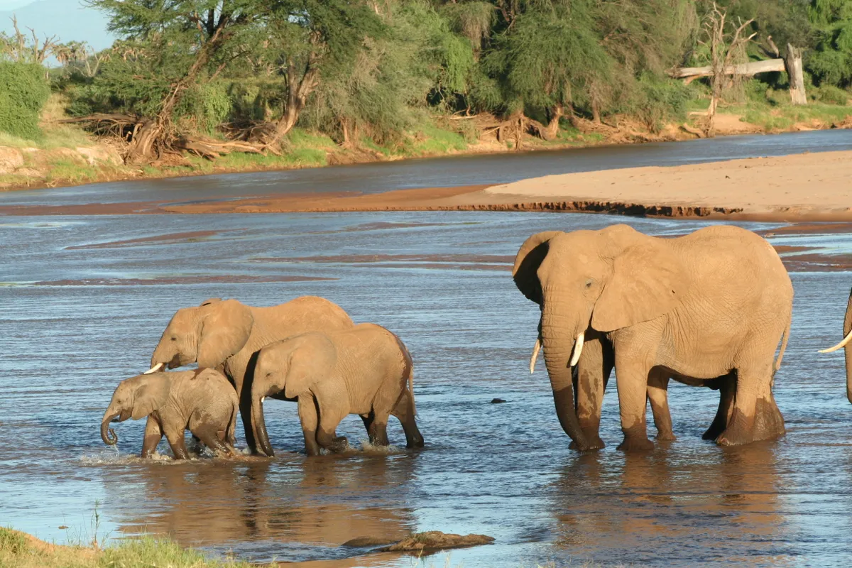 Family of African savanna elephants in River Samburu Kenya. © Lucy King/Save the Elephants