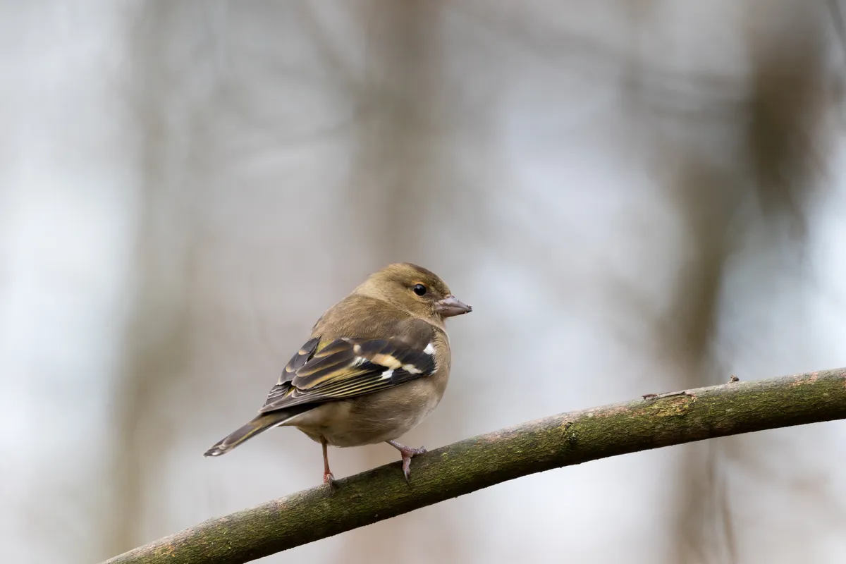 A female chaffinch perched on a branch, in Belgium. © Santiago Urquijo/Getty