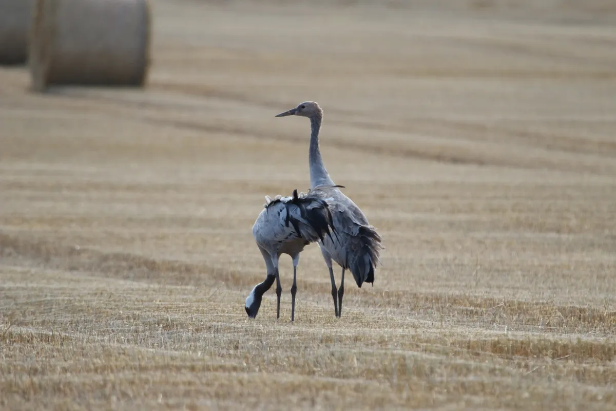 The Aberdeenshire 'supermum' female crane with her chick, 2016. © Hywel Maggs
