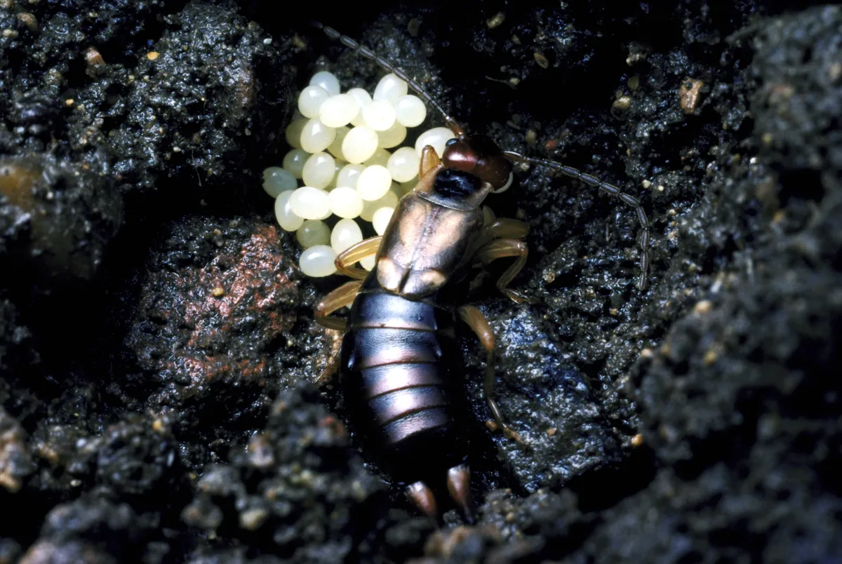 A female common earwig with her eggs. © Tim Shepherd/Getty
