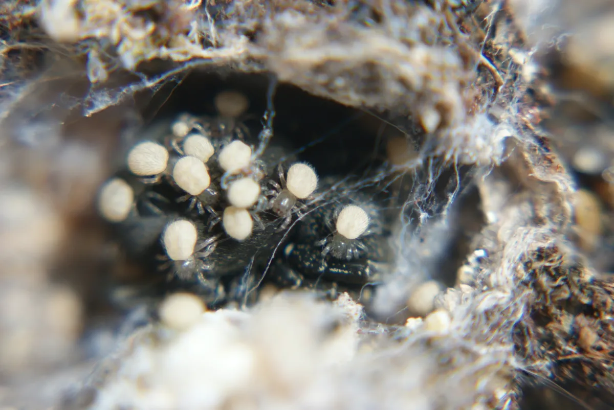 An adult female ladybird spider with eggs and hatchling spiderlings in Dorset, UK. © Ian Hughes/RSPB Images