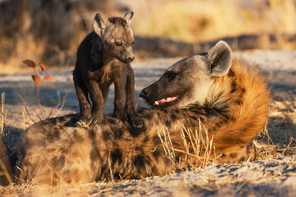 A female spotted hyena with her young cub standing on top of her, Khwai River, Botswana. © Jami Tarris/Getty