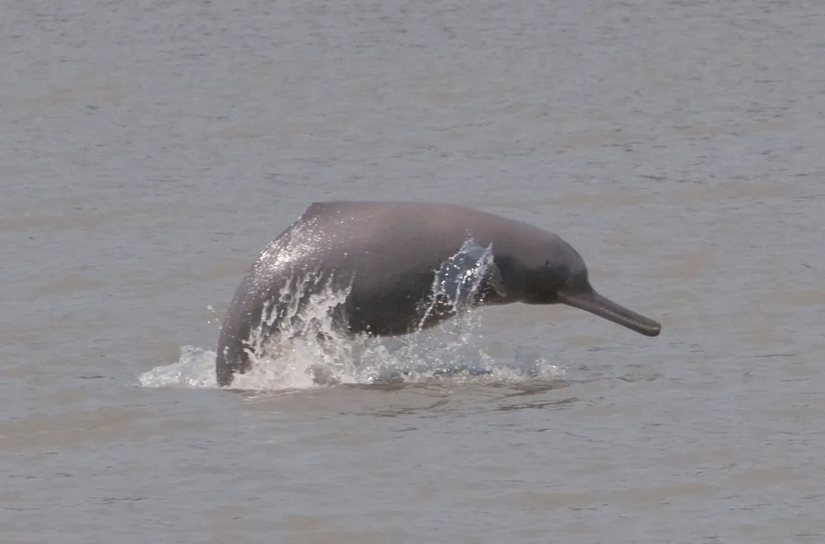 A Ganges river dolphin in Bangladesh. © Mansur WCS Bangladesh