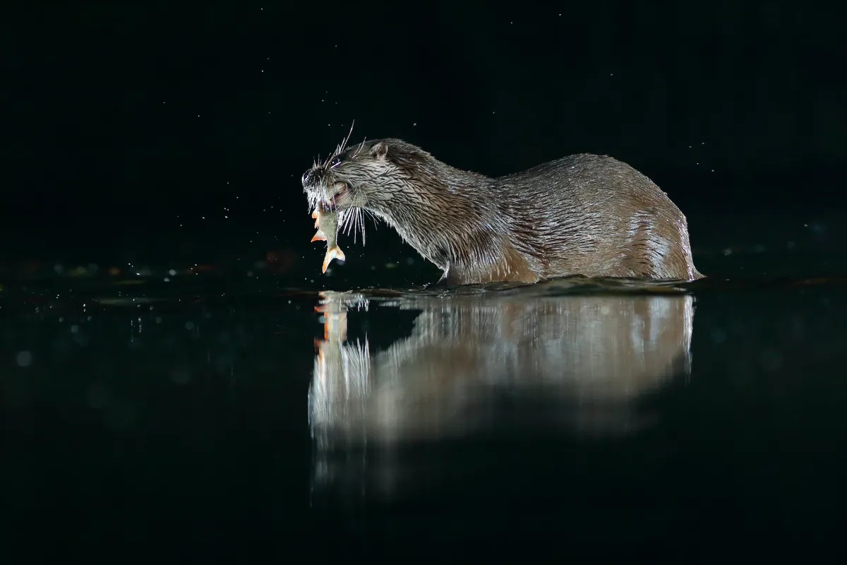 Otter with fish at night