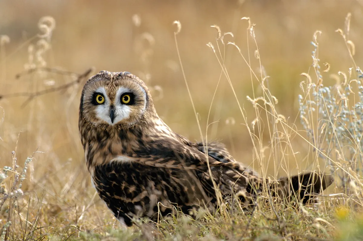 Short-eared owl. © Getty Images