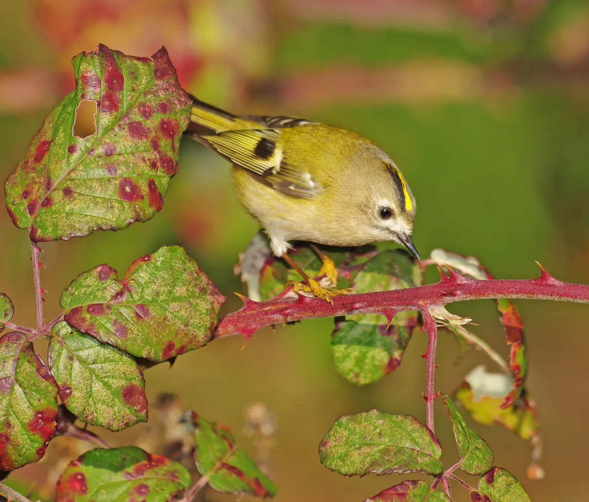 A goldcrest perched on a bramble in Wiltshire, UK. © Gary Chalker/Getty