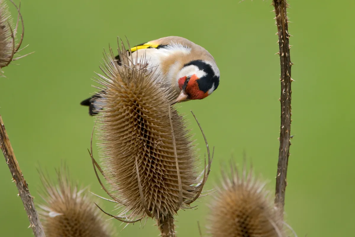 A goldfinch feeding on the seeds of a teasel. © Andrew Howe/Getty