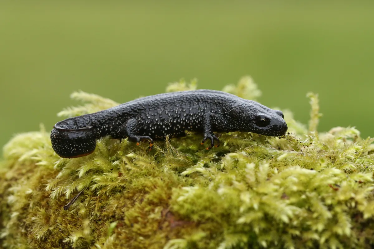 A great crested newt on moss in spring. © Sandra Standbridge/Getty