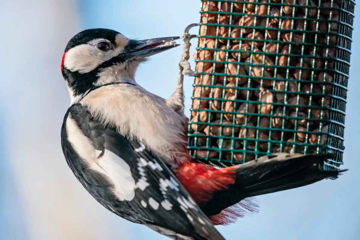 A male great spotted woodpecker feeding from a hanging peanut cage in Cumbria, UK. © Fiona McAllister Photography/Getty