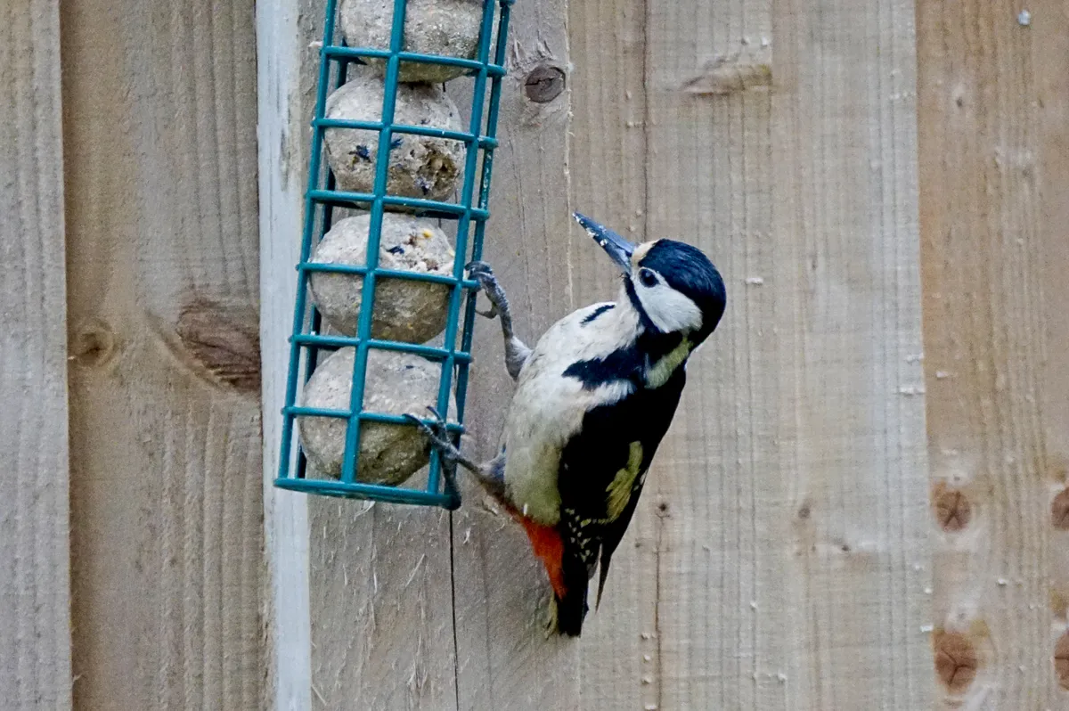 A great spotted woodpecker on a feeder. © James Jagger/EyeEm/Getty