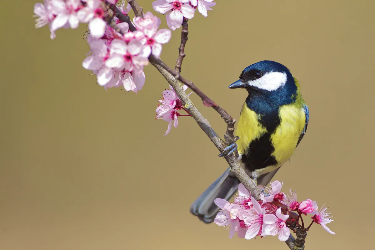 Great tit sitting on a cherry tree branch, Norfolk, UK. © David Featherbe/Getty