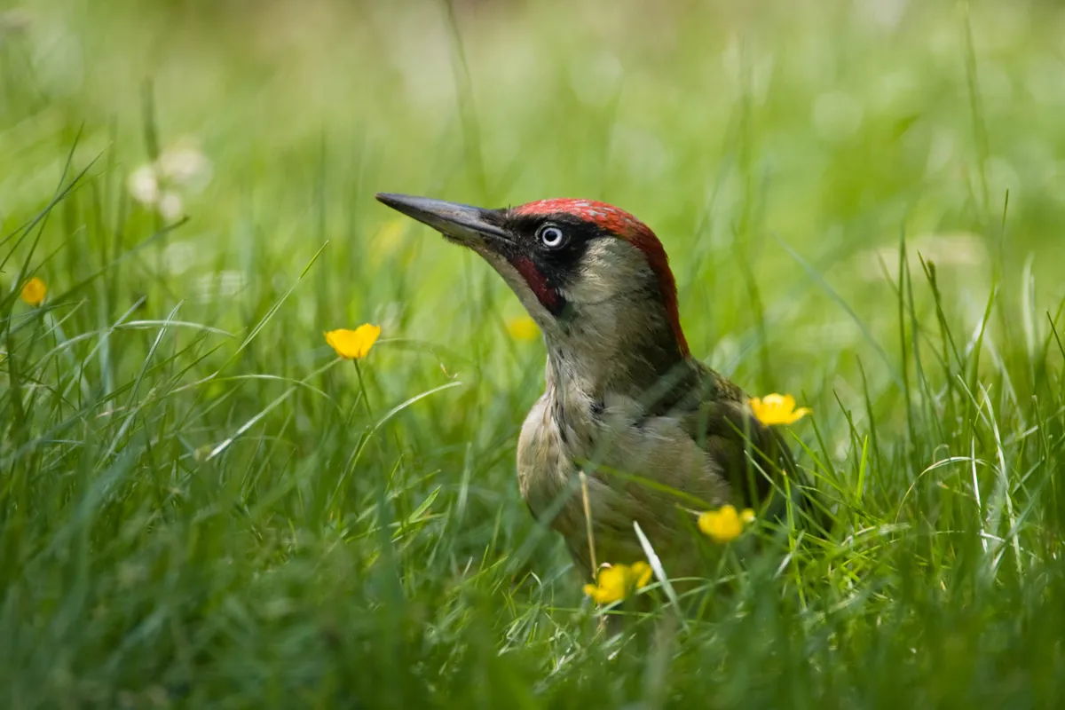 Green woodpecker perched in grass and buttercups. © Mark J M Wilson/Getty