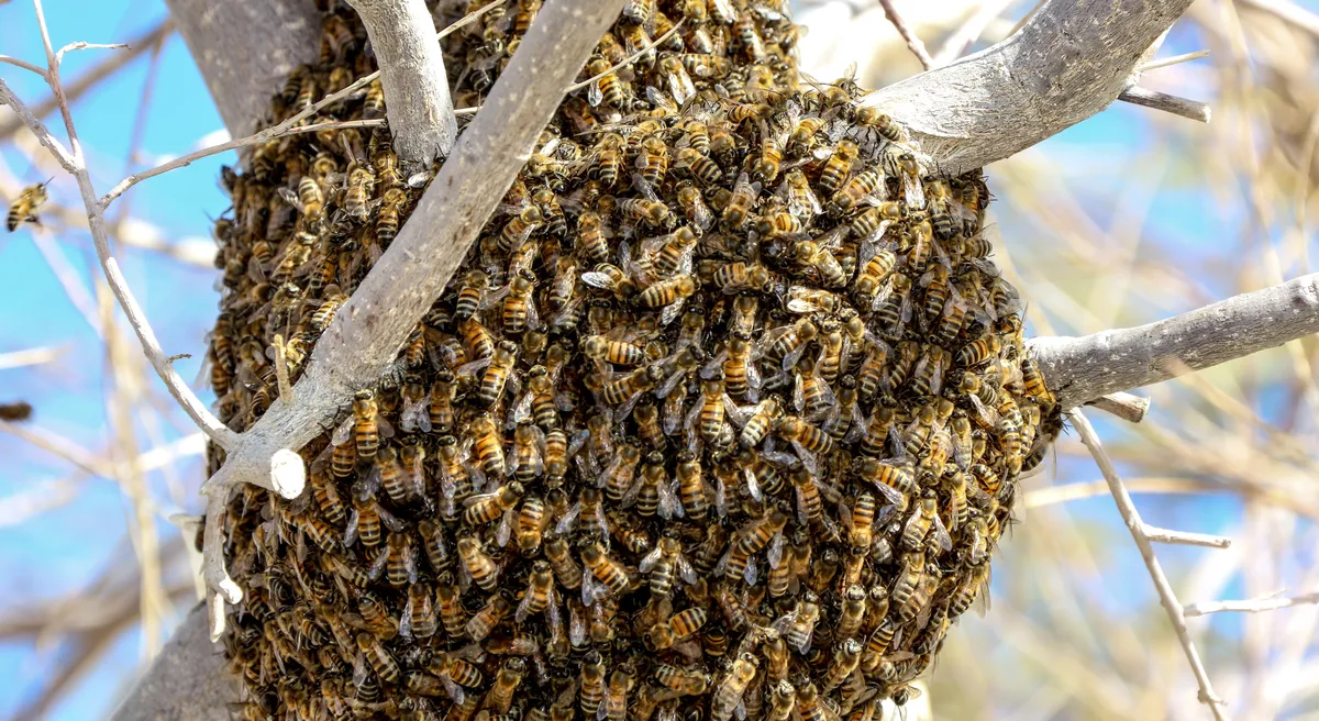 Swarming honey bees form a cluster on a branch of a tree in a local neighborhood in Las Vegas, Nevada. © Gabe Ginsberg/Getty