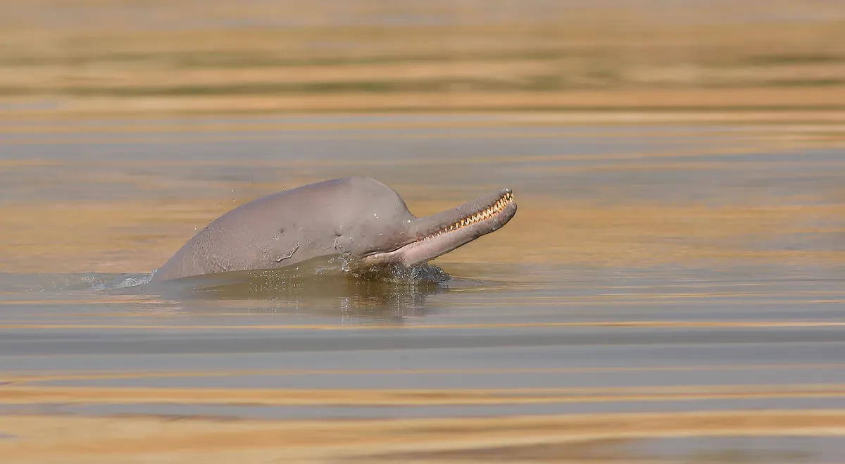An Indus river dolphin near Sukker, Pakistan. © Zahoor Salmi/Getty