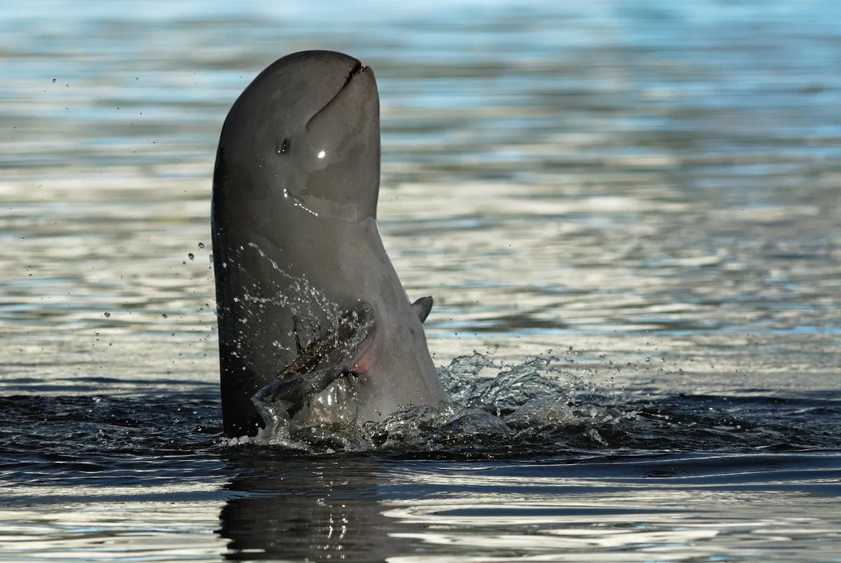 An Irrawaddy dolphin in Thailand. © Kampee Patisena/Getty