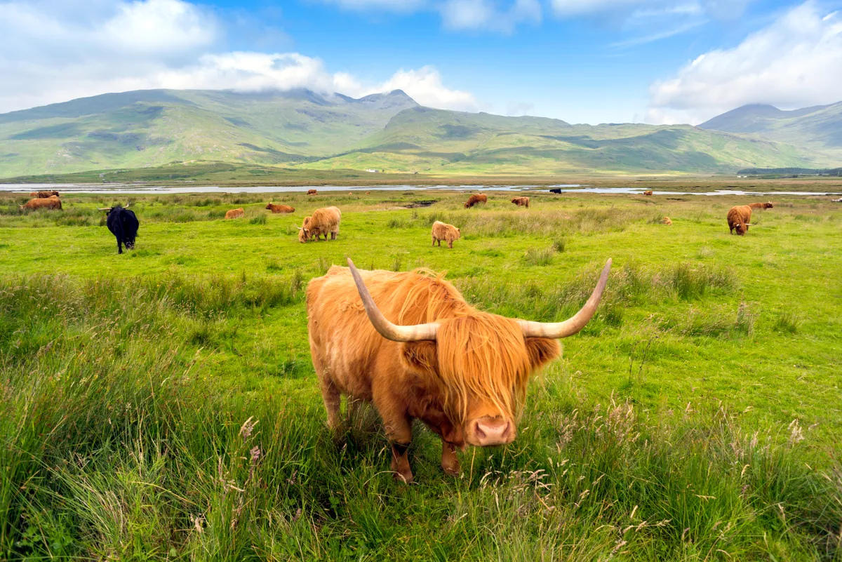 Highland Cattle roaming free on the Isle of Mull, Inner Hebrides, Scotland, Getty