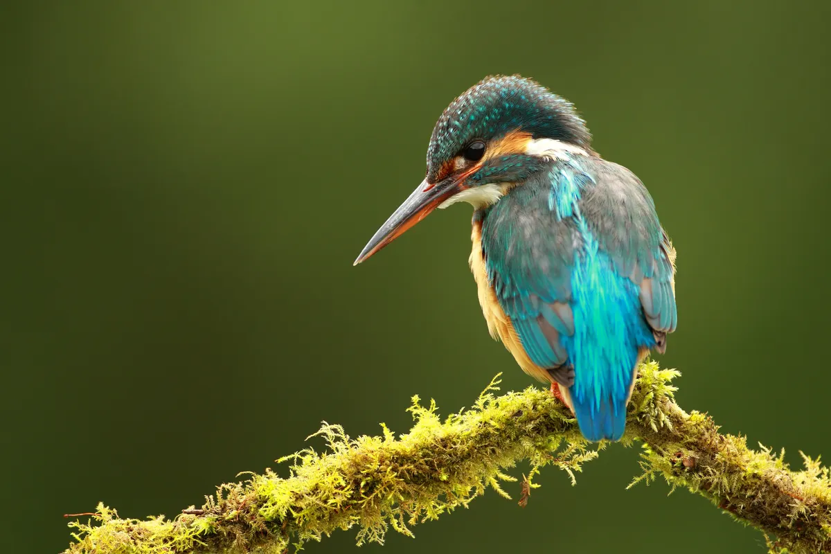 Kingfisher perched on a branch. © Daniel Trim Photography/Getty