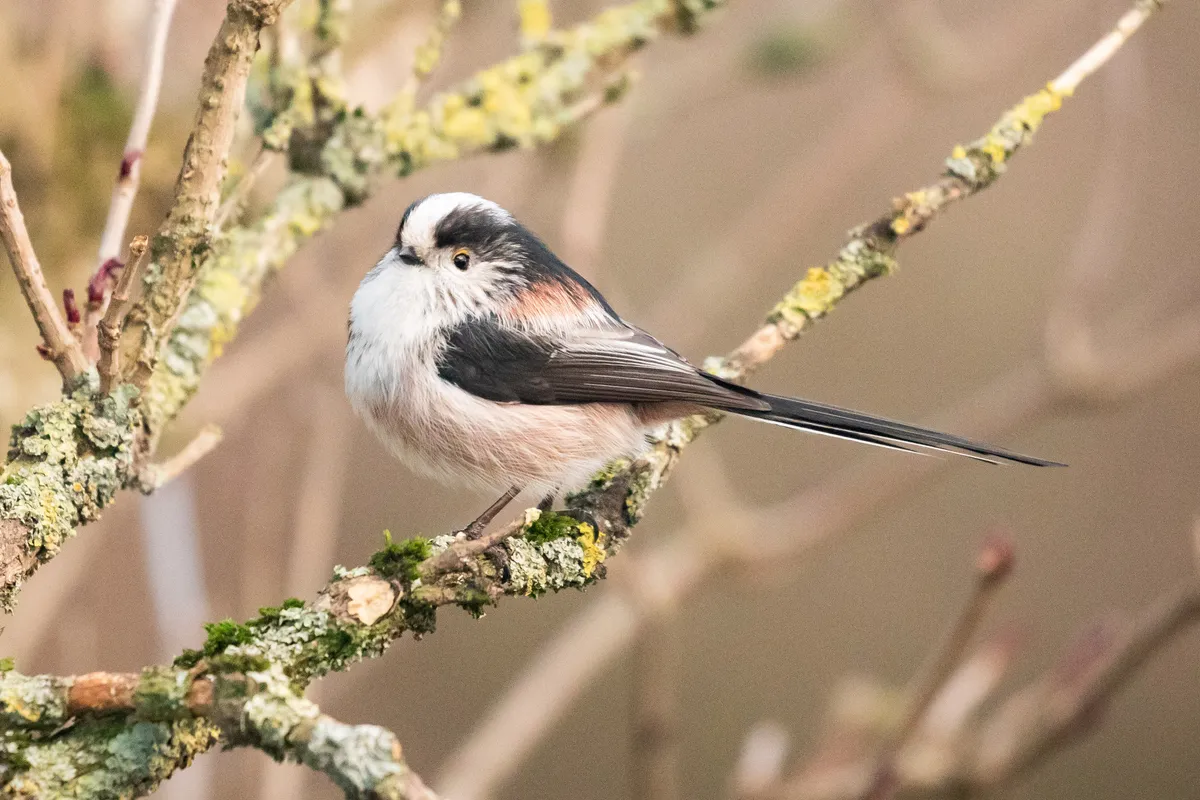Long tailed tit. © Rebecca Gibson