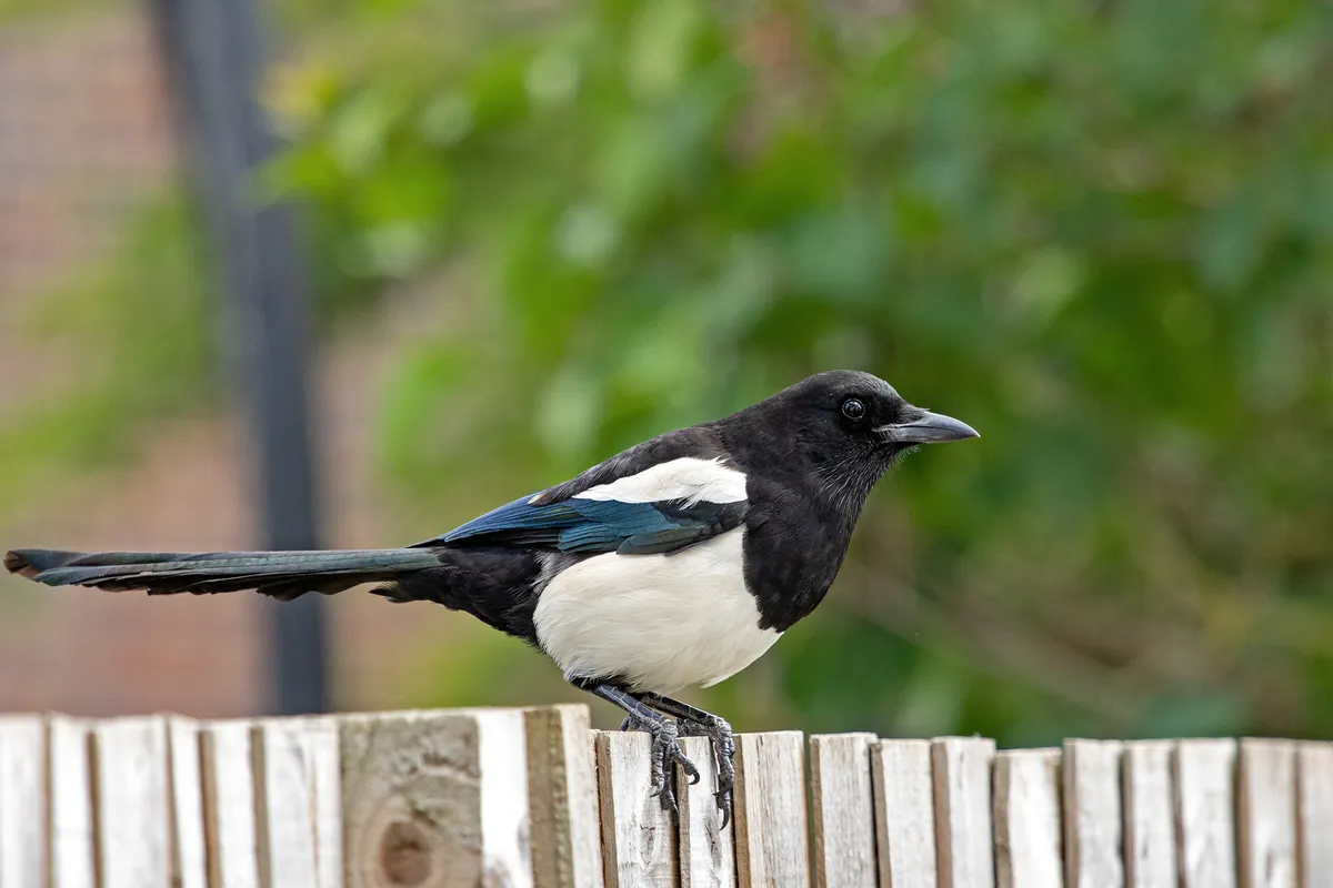A magpie perched on a fence. © Amit Kumar/500px/Getty
