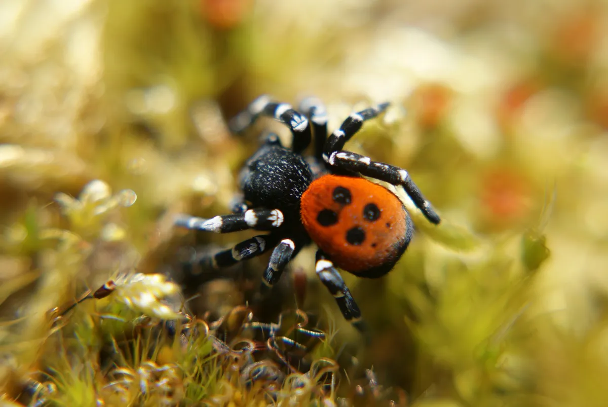 An adult male ladybird spider on mossy heathland in Dorset, UK. © Ian Hughes/RSPB Images