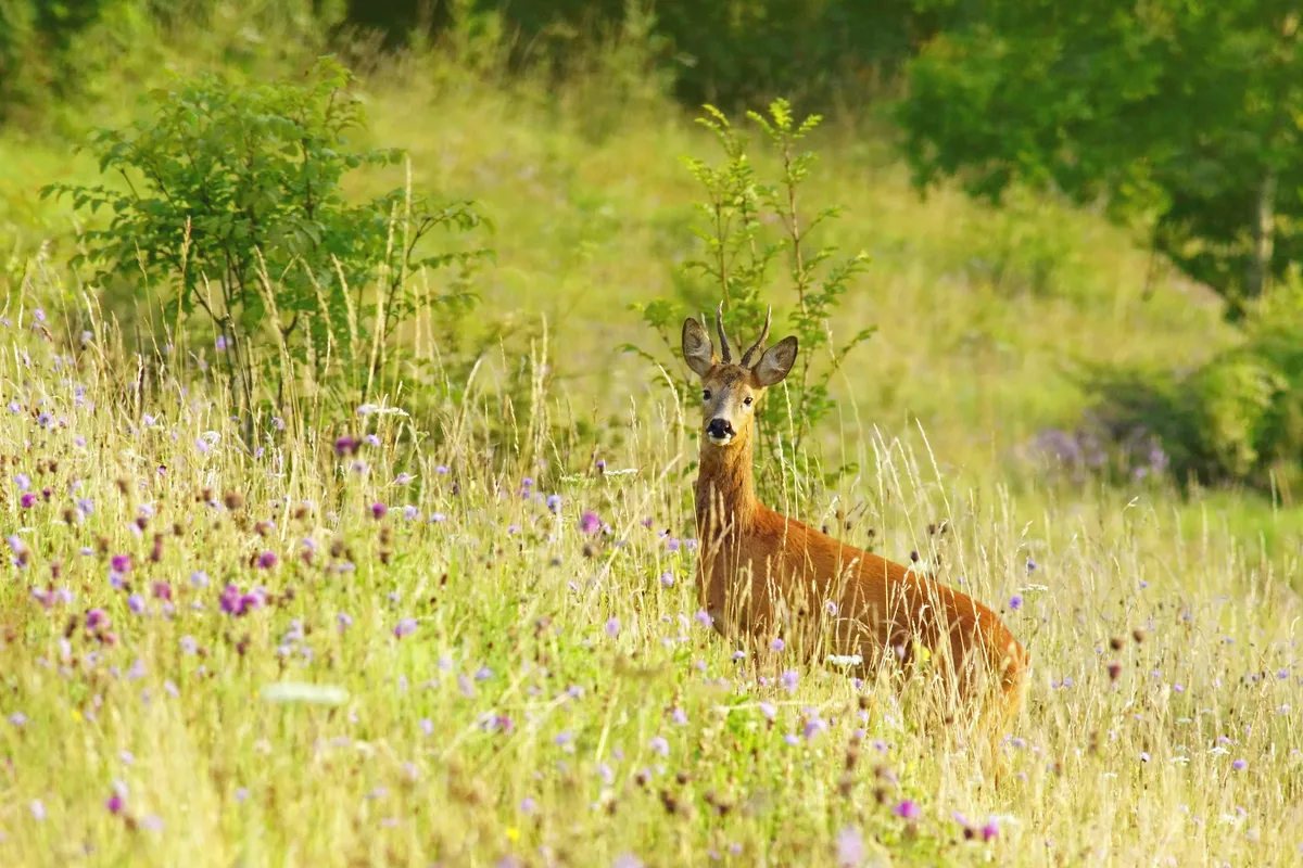 A male (buck) roe deer among wildflowers on the Rudge Hill Nature Reserve, The Cotswolds, Gloucestershire, UK. © Peter Llewellyn/Getty