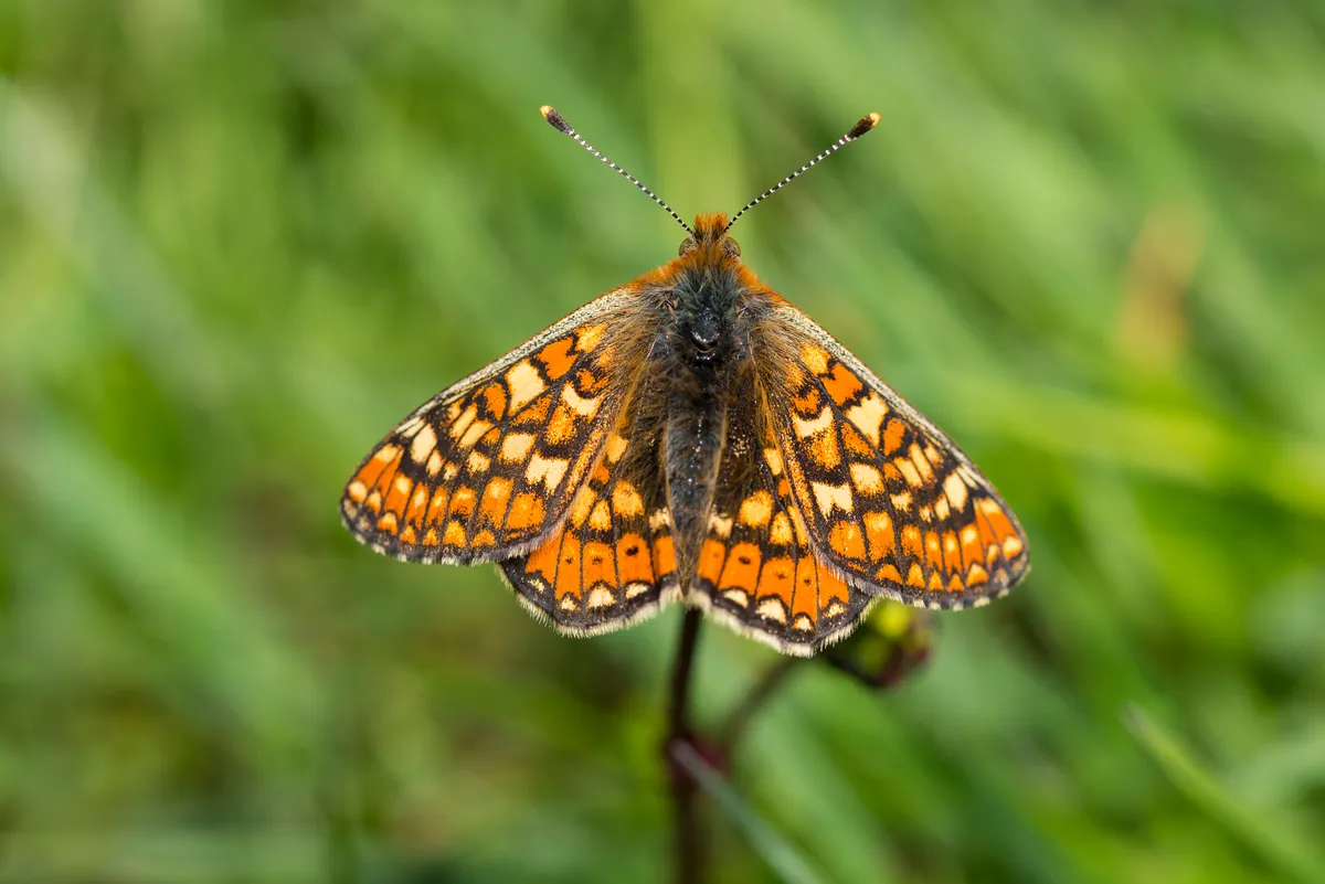 Marsh fritillary butterfly. © Lourdes Photography/Getty