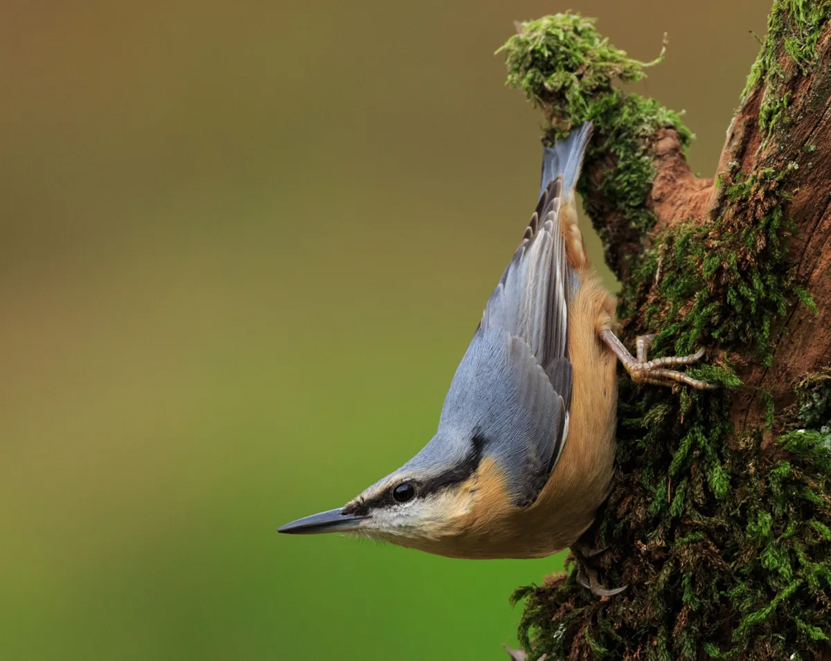 A close-up of a nuthatch perching on tree. © Ruth Hayton/500px/Getty