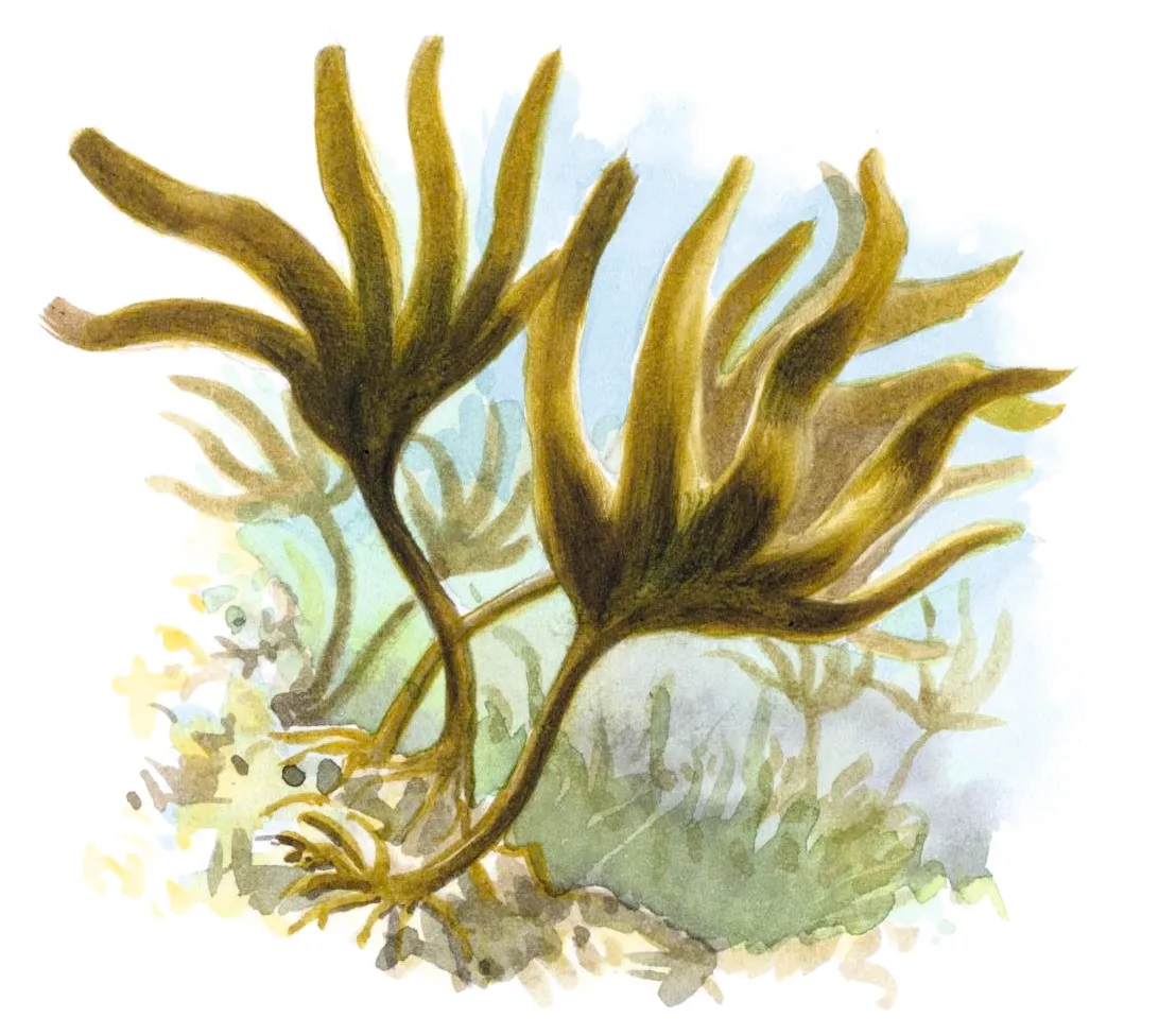 Oarweed seaweed. © Dan Cole/The Art Agency