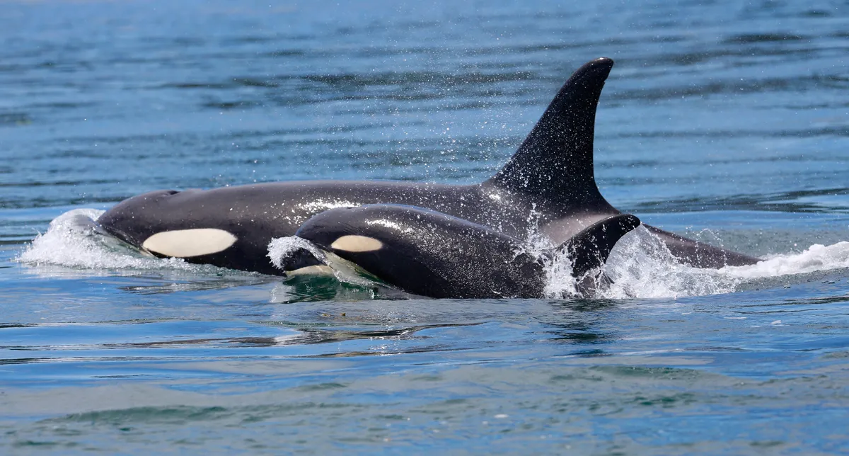 An orca mother and calf in British Columbia, Canada. © Mark Malleson/Getty