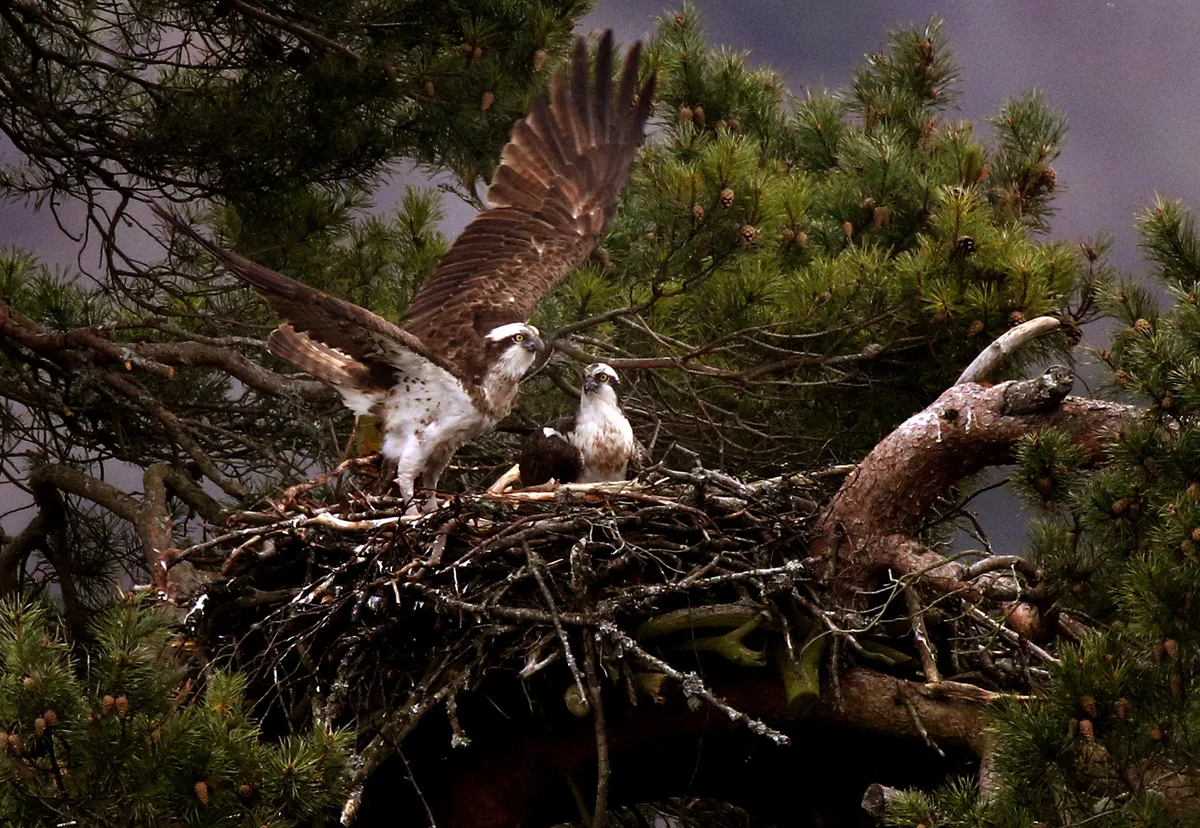 Ospreys in nest, Getty