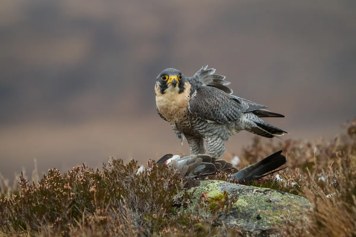 A peregrine falcon with its prey in the Cairngorms National Park, Scotland, UK. © BarbAnna/Getty