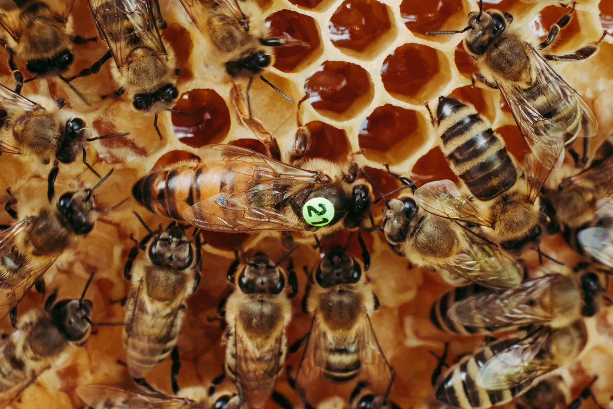 A queen honeybee (marked by the beekeeper) and worker bees walking on honeycomb. © LuPa Creative/Getty