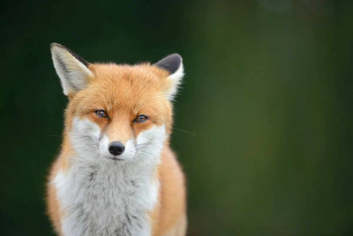 A close up of young male red fox in Greater London. © Ben Andrews/RSPB