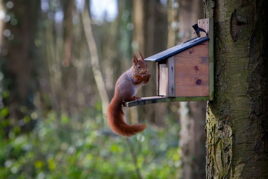 A red squirrel on Anglesy. © Andrew Aitchison/In pictures/Getty