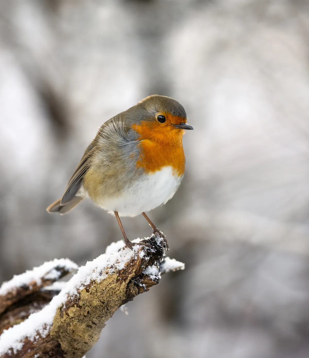 A robin in winter, in the UK. © Matt Staniek
