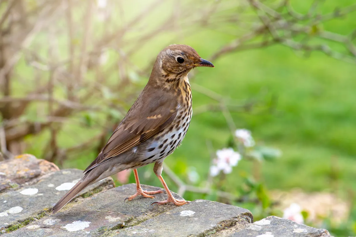A song thrush sitting on a garden wall. © Jacky Parker Photography/Getty