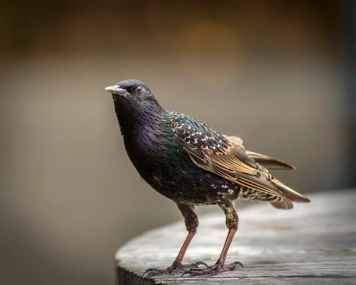 A starling. © James Ennis/Getty
