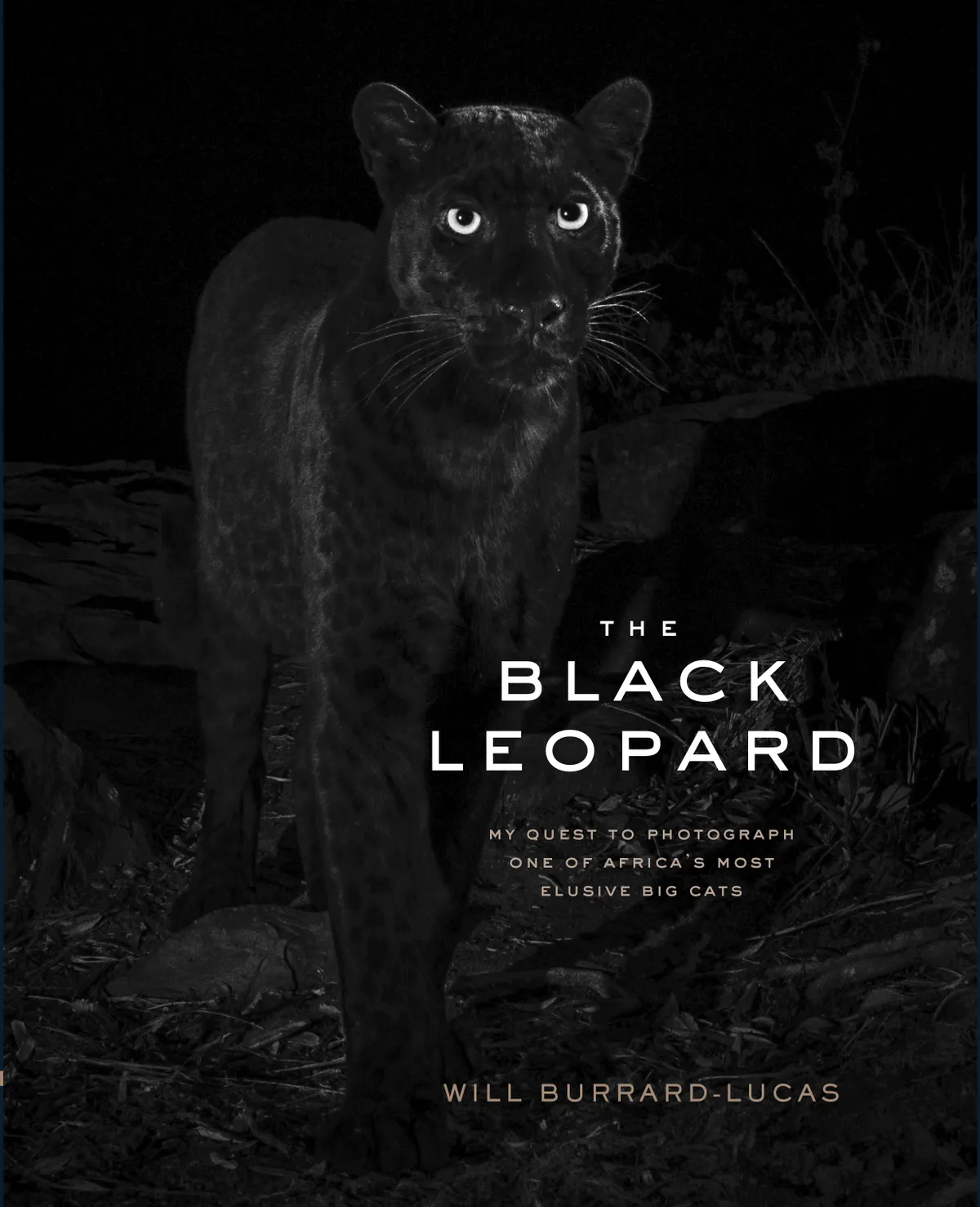 The Black Leopard: My Quest to Photograph One of Africa’s Most Elusive Big Cats by Will Burrard-Lucas. Published by Chronicle Books, £26.