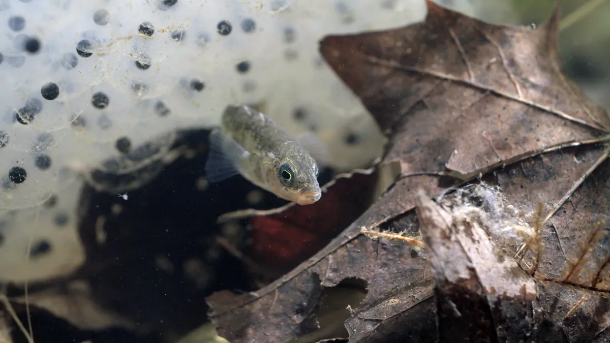 Three-spined stickleback, photographed in controlled conditions. © RSPB