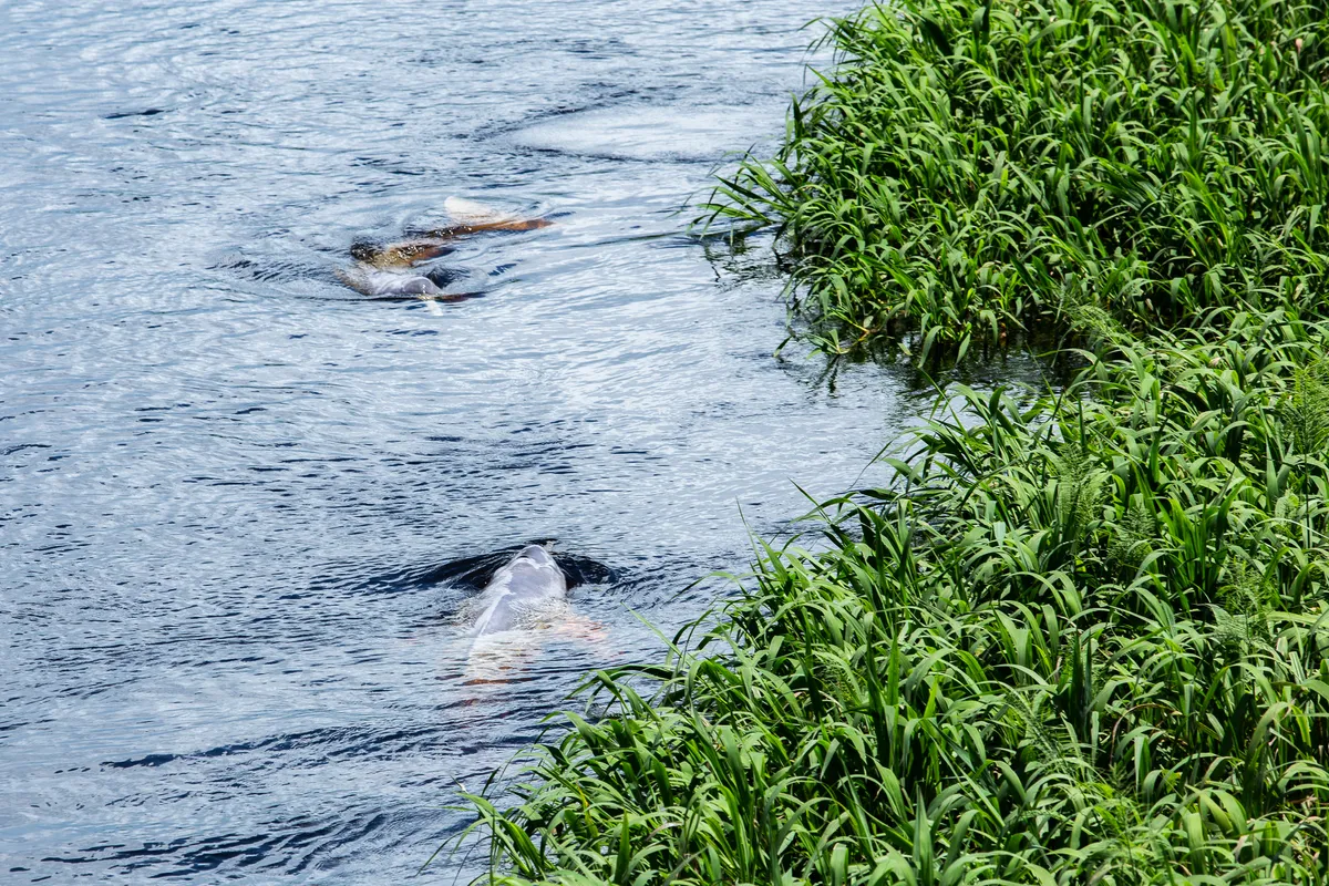 Two Tucuxi swimming in Guaporé river, Mato Grosso, Brazil. © Helder Faria/Getty