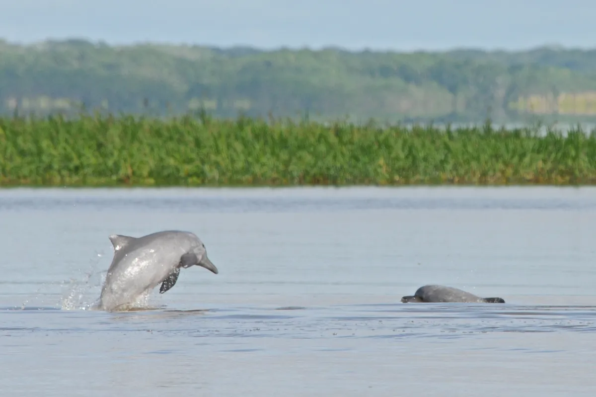 Tucuxi river dolphin. © Kike Calvo/Universal Images Group/Getty