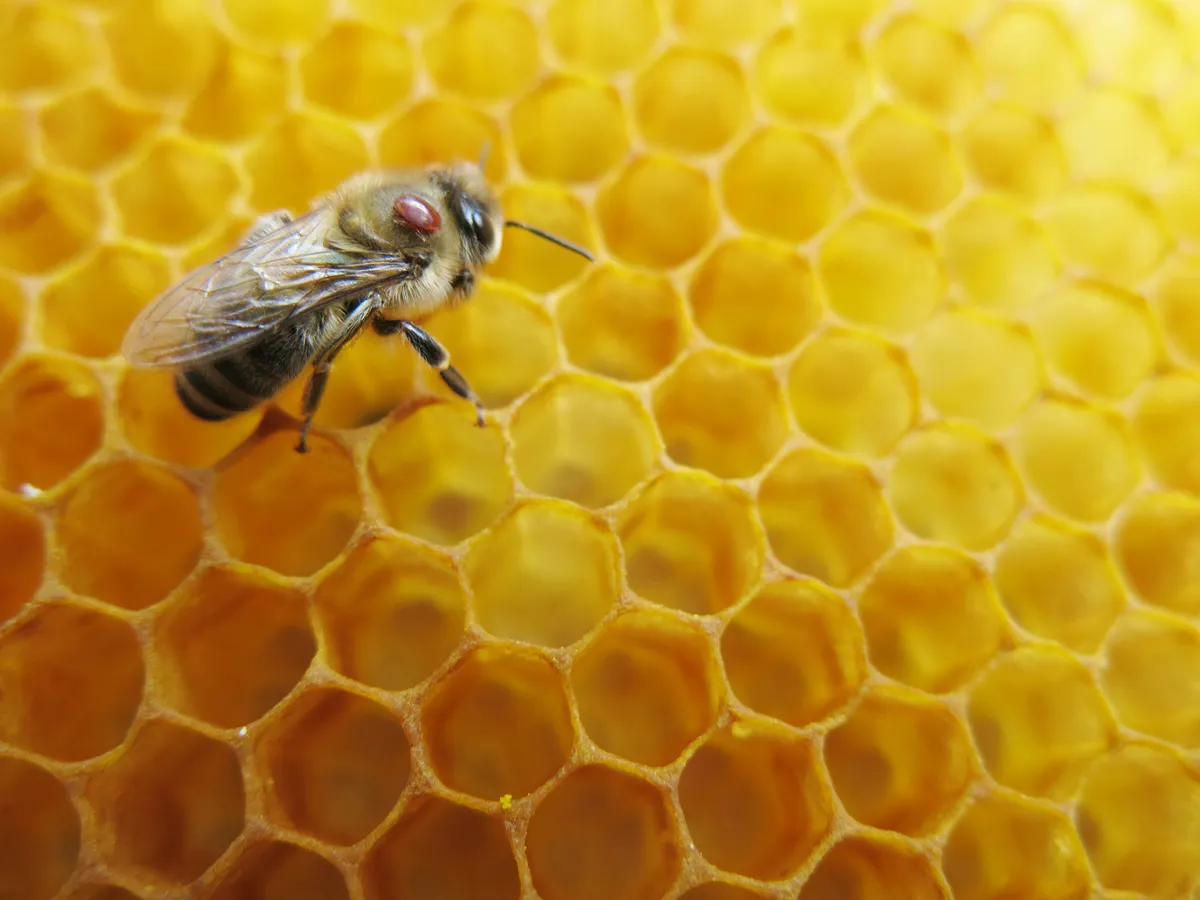 Honeybee with varroa mite. © Getty