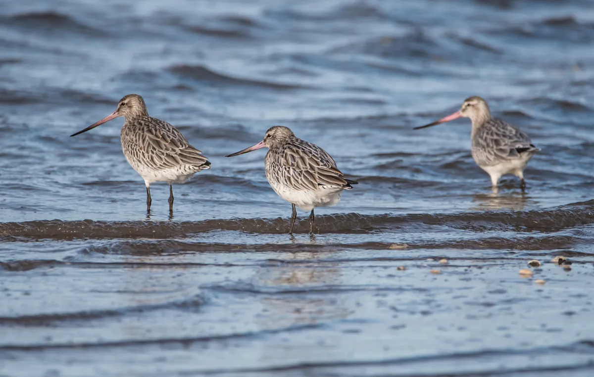 Three bar-tailed godwits standing at the water's edge, Eastern Scotland. The bar-tailed godwit (Limosa lapponica) is a long-billed, long-legged wading bird which visits UK shores for the winter. Most usually seen in its grey-brown winter plumage.