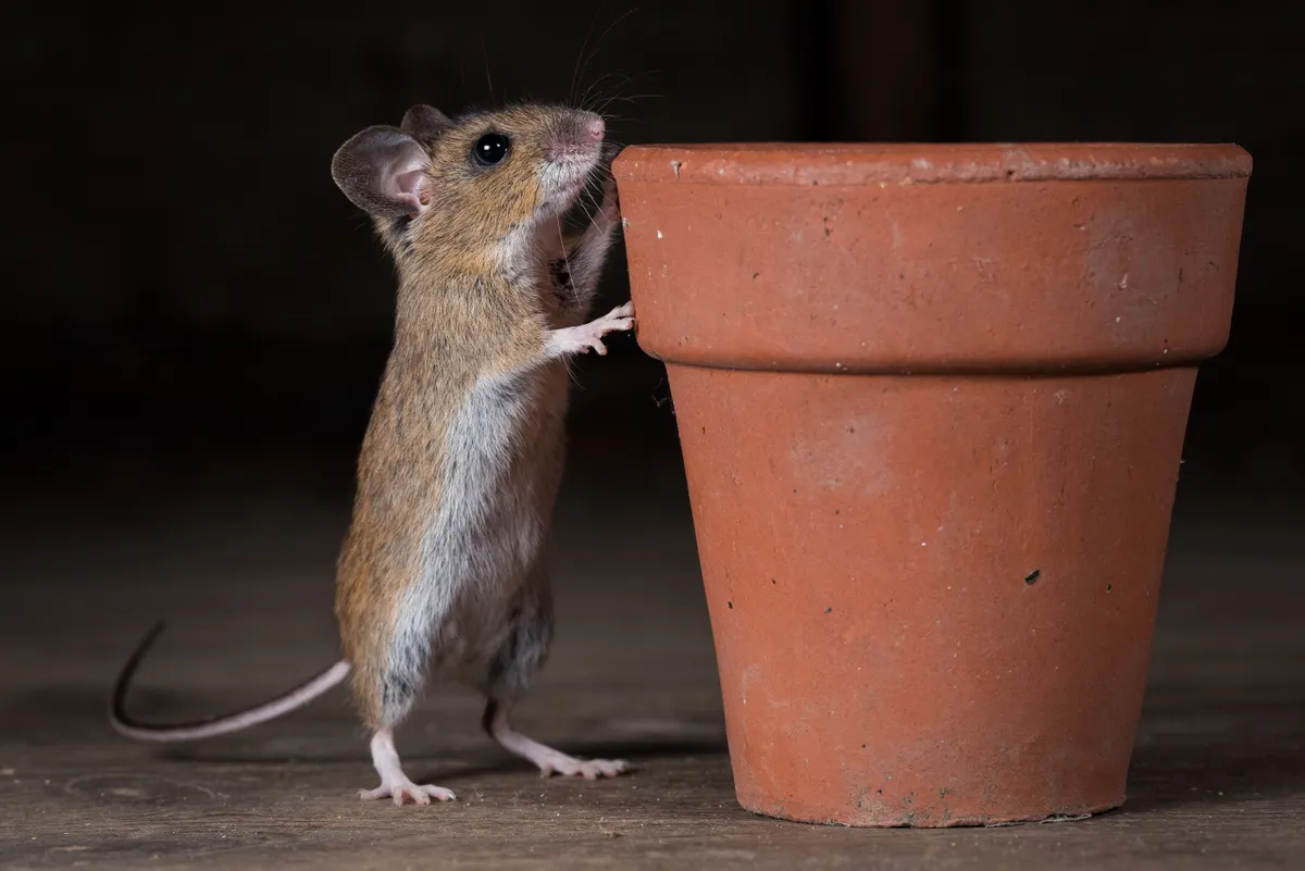 Wood mouse. © Robin James Backhouse/Mammal Society