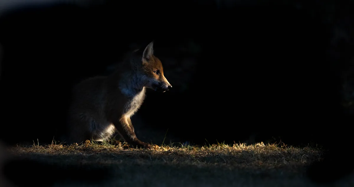 Foxcub. © Paul McCleverty/Mammal Society
