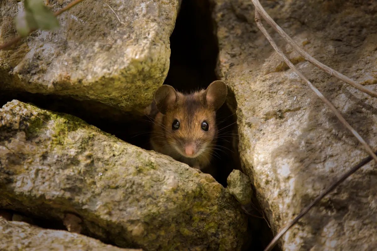 Wood mouse. © Jason Parry-Wilson/Mammal Society