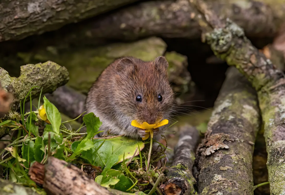 Bank vole and buttercup. © Jon Kelf/Mammal Society