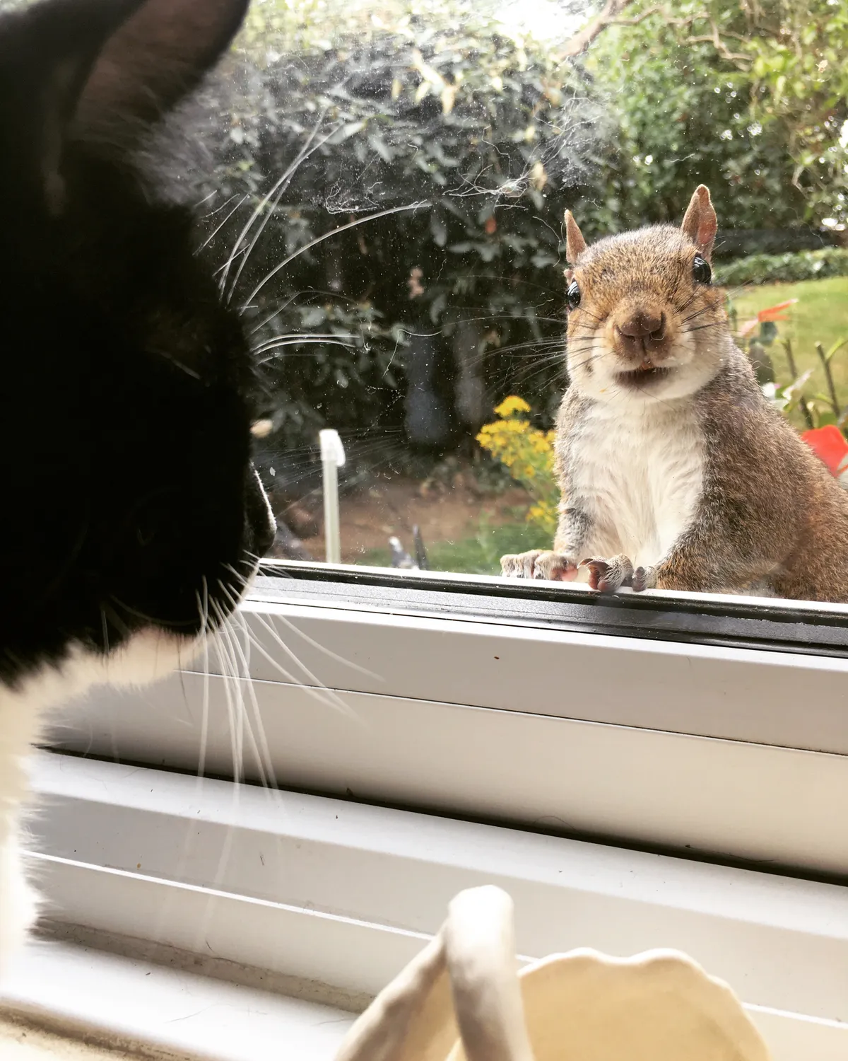 Grey squirrel and Charlie the cat. © Sarah Hayden/Mammal Society